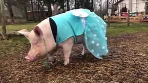 102K views · 12K reactions | Sometimes I get dressed up to go for a fancy dinner, but end up going to a local dive-barn instead. | Esther the Wonder Pig | Facebook