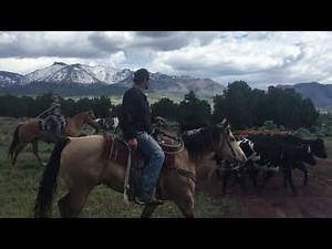 ROUNDUP on THE ANCHOR BRAND RANCH