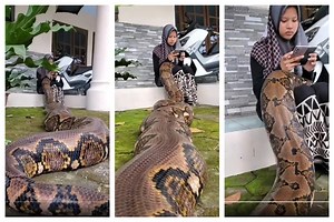 Girl Has A Giant Python As Pet And The Two Are Inseparable | Watch Viral Video