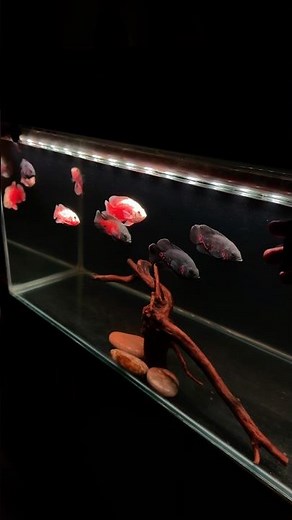 Oscar fish#oscars #cichlid #aquarium #fish #oscarfish #aquariumfish