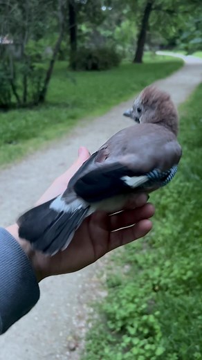 Vyák - synonymum slobody