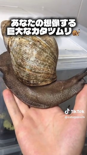巨大化した生物の驚くべき世界 Part2