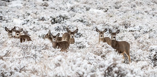 Don’t hike so close to me: How the presence of humans can disturb wildlife up to half a mile away