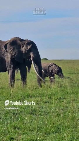 Massive Tusker Elephant Roams Wild Terrain