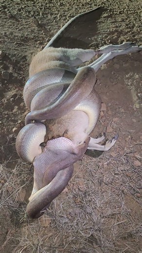 Carpet Python Constricts Wallaby