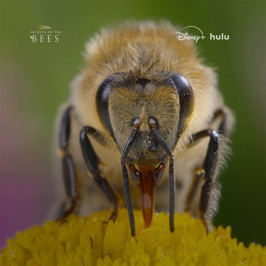 When was the last time you thanked a bee? Bees look out for us by pollinating our crops, so we have to look out for the bees in return. Happy Earth Day!Learn more about why we should bee grateful for bees by watching #SecretsOfTheBees, streaming now on @DisneyPlus and @hulu.