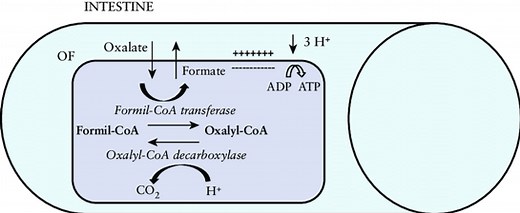 Oxalates and Fungi