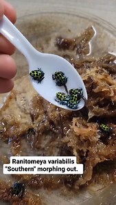 11K views · 3.3K reactions | Ranitomeya variabilis “Southern” dart frogs morphing out  visit the Reptile Super Show on January 10-11 in Pomona, CA for a great opportunity to see all sorts of dart frogs, tree frogs, and other amphibians in person! Video of beautiful frogs from @ruffings_ranitomeya! | Reptile Super Show | Facebook