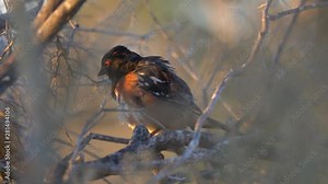 Rufous Sided Towhee, Northern California bird species pipilo erythrophthalmus, perched on branch grooming in windy wetland habitat at sunset