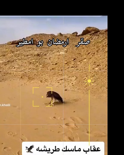Hawk Captures Snake in Desert Environment