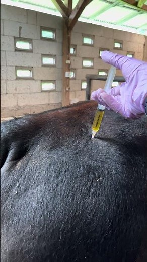 Antibiotic Injection in black limousine cows jumbo abscess #cow #america #mantrihewancreatif