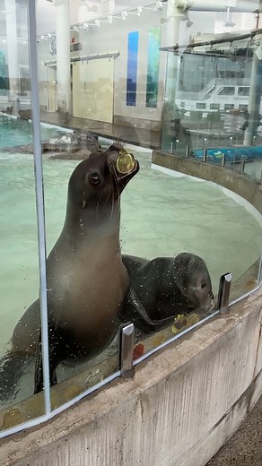 104K views · 3.5K reactions | Do you like Jell-O? So do our sea...