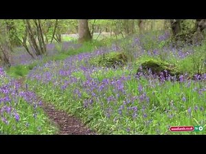 Planting Bluebells in the Woodlands