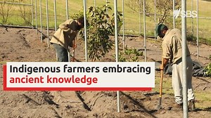 The Indigenous farmers sharing traditional knowledge to help regenerate Australia