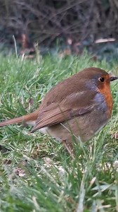A cute and friendly little Robin red breast that I met out on the golf course 🧡 | The Robin Whisperer