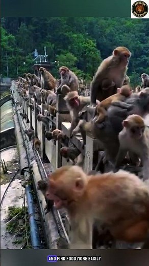How Monkeys Live, Learn, and Imitate Humans | Incredible Animal Intelligence | monkey #wildlifeshort