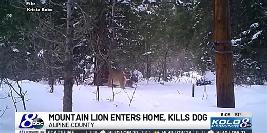 Alpine County officials searching for mountain lion that entered home