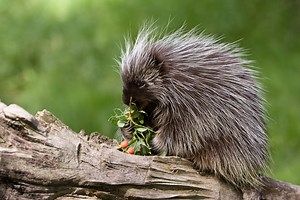 9 Wild Facts about Porcupines