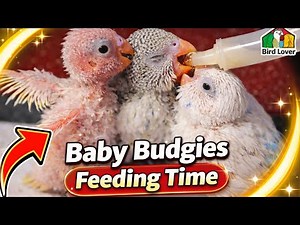How to Feed Baby Budgies | Hand-Feeding Guide for Beginners