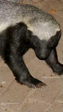 Honey Badger: The Animal With NO Fear – Full Scientific Breakdown! ഹണി ബാഡ്ജർ #animalfacts