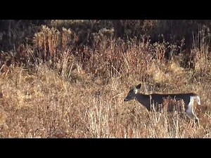 5 different bucks following a doe 