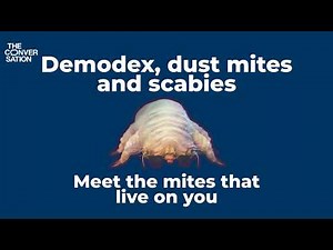 Demodex, dust mites and scabies: meet the mites that live on you