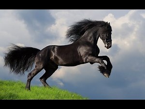 Presentation of Horses and Their Colors - TvAgro by Juan Gonzalo Angel