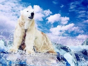 Polar bear