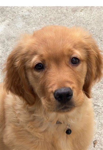 The Perfect Shade of Toast: Adorable Puppy Moments