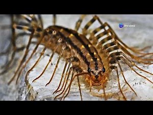 Praying Mantis vs Centipede An Epic Battle for Survival #PrayingMantis #Centipede #survival