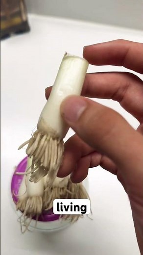Growing Scallions from Scraps #gardeningtips #gardening
