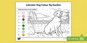 Labrador Dog Colour-By-Number