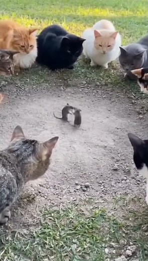 Cats Watch Two Mice Fight Like a Real Arena 😂🐭🐱