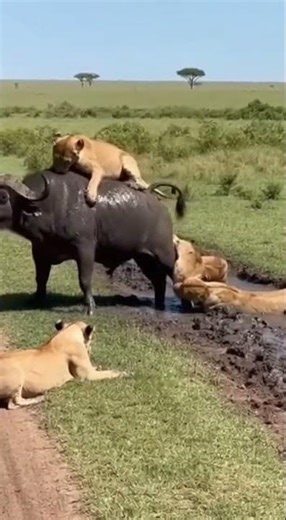 Buffalo vs Whole Lion Family #wildlife #buffalo #lion