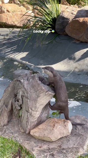 The most otterly adorable lucky dip you'll ever see! 🍀 🎥 Keeper Sam | Sydney Zoo