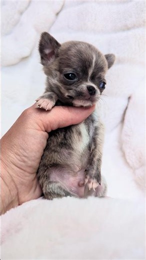 Extremely tiny Chihuahua
