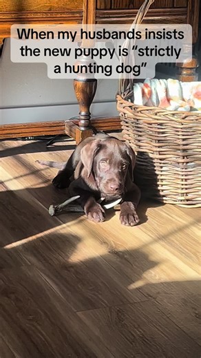 Who else has a “hunting” dog? 🤣 #chocolatelab #duckdog #birddog #puppytiktok #huntingtiktok