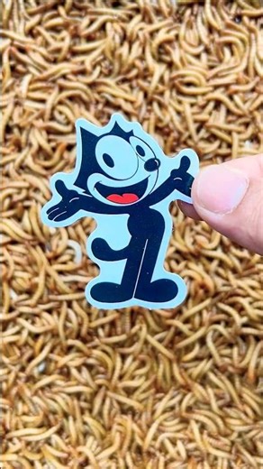 Caterpillar Attacks Felix the Cat/Experimental Battle!😎😮#caterpillar #mealworm #experiment #shorts