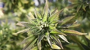 Medical milestone: FDA approves marijuana-derived prescription