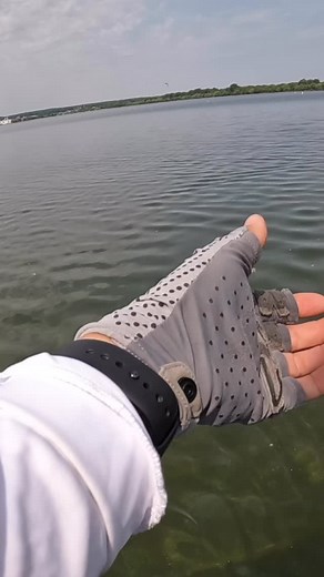 220 reactions | The Flat Worm’s flat belly allows for a killer glide on the fall that quivers with minimal movement Once they key in on that Flat Worm action & MaxScent dispersion, it’s game over #berkleyfishing #yourfishourscience #fishing #maxscent #bassfishing | Berkley Fishing | Facebook