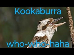 🐦‍⬛😱Laughing Kookaburra sound for 15 minutes. #birds #australia