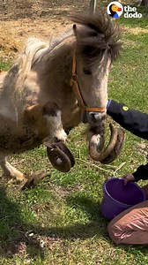 13M views · 485K reactions | The minute this pony's long, twisted hooves finally get cut, she starts racing around the pasture at top speed  | The Dodo | Facebook
