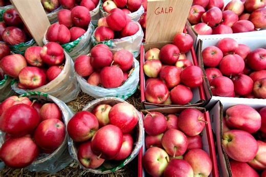 An Apple Expert Ranks the Best (and Worst) Varieties