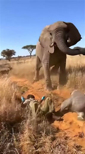 Mama Elephant Stops Everything to Save Her Baby #animals #protection #elephant