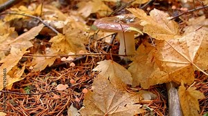 Forest mushroom toadstool macro Columbia River Gorge Oregon Fall Fungi 43