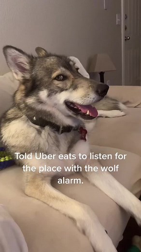 Do Foxes Howl at the Moon?