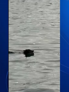 A tourist visiting Alcatraz captured a rare sighting on camera: a coyote swimming just off the island. #Alcatraz #SanFrancisco #BayArea