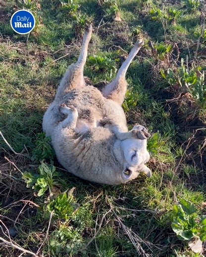The poor sheep 😢 | Daily Mail Video