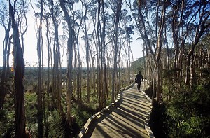 Explore world-renowned wetlands from the comfort of your own home 🌱 We've teamed up with Port Phillip and Westernport Catchment Management Authority to create a virtual tour of Observation Point and Rhyll Inlet, which form part of the internationally important Western Port Ramsar site. Follow directional arrows or ‘click and drag’ to discover the unique wildlife and extraordinary ecosystems that exist on Phillip Island. Learn about the importance of the intertidal zone for migratory shorebirds 