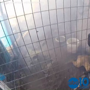 38K views · 555 reactions | RAW VIDEO: Dramatic body camera footage shows Stockton firefighters saving a dog's life over the weekend during a large house fire. https://on.abc10.com/2KHfm8G | ABC10 | Facebook